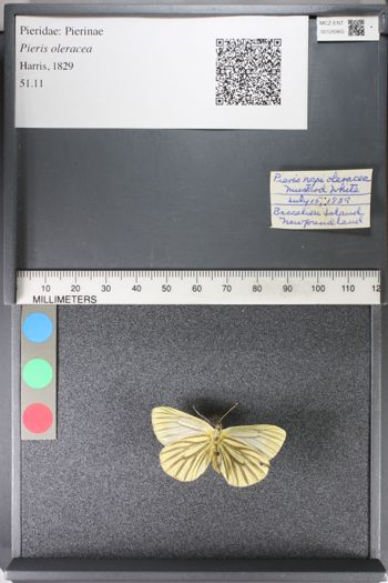 Media type: image;   Entomology 126965